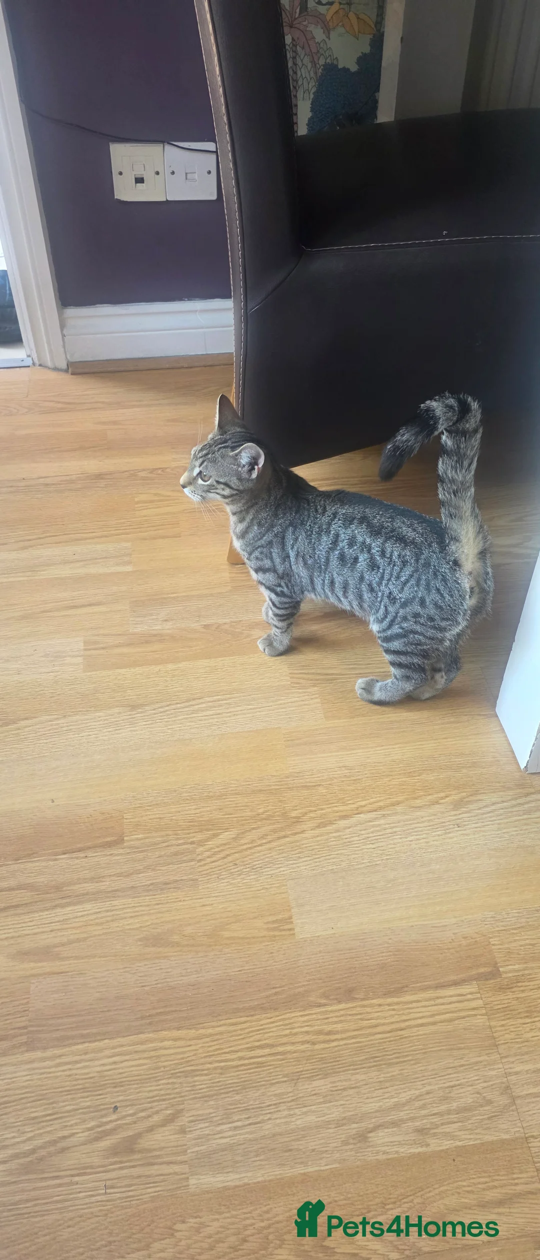 Domestic Shorthair cats for sale: 6-month-old female cat for adoption FREE! - Advert 2