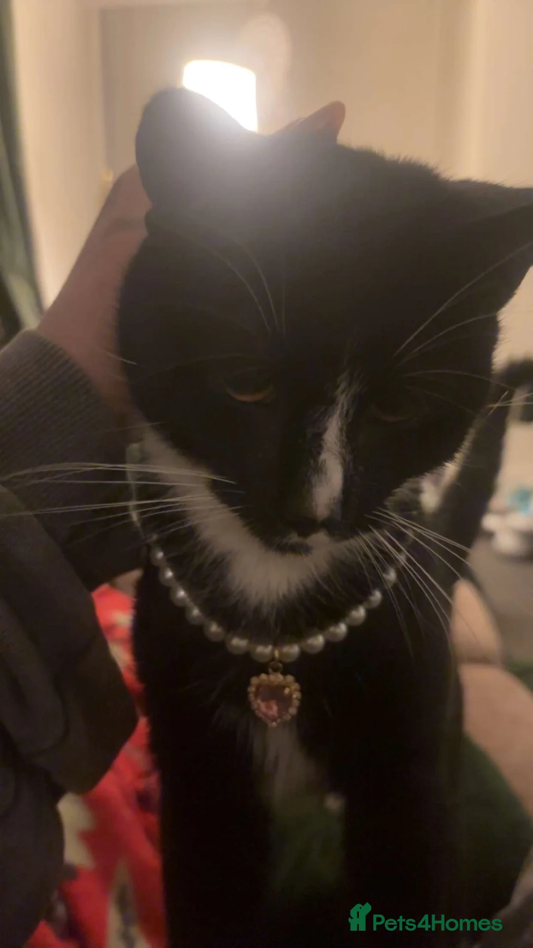 Mixed Breed cats for sale: Elma  - Advert 1