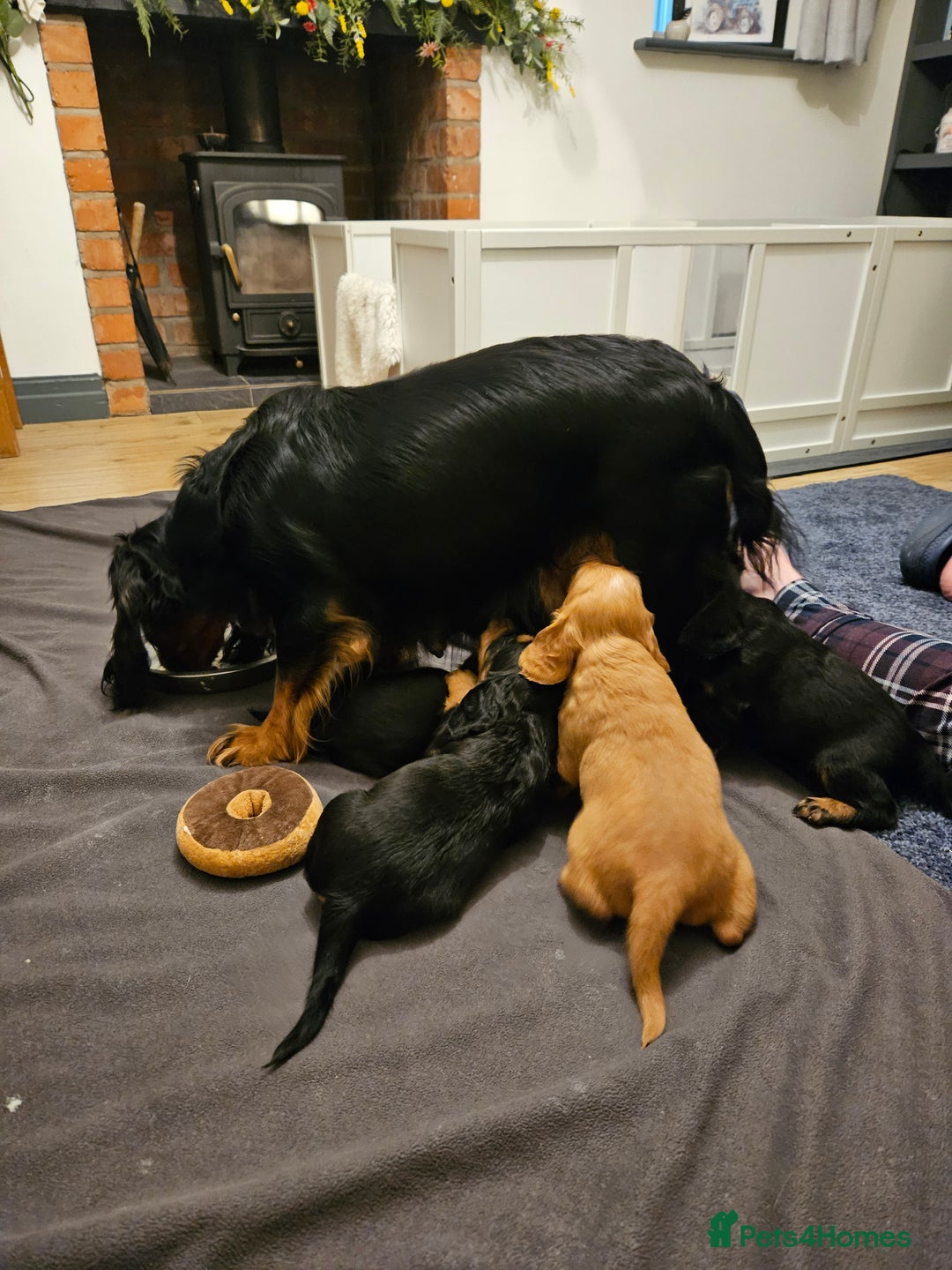 Cocker Spaniel dogs for sale: Working Cocker Spaniel Puppies  - Image 7