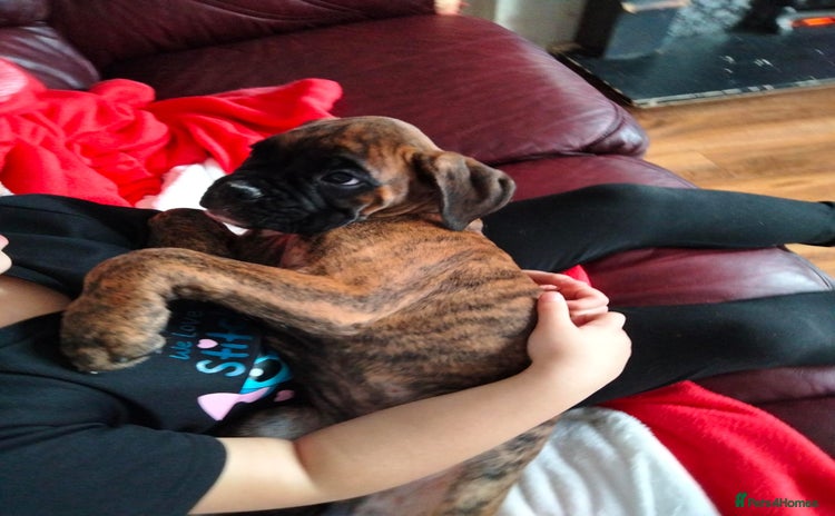 Boxer dogs - Advert 1