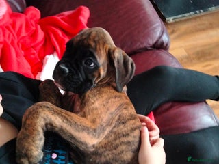 Boxer dogs - Advert 1