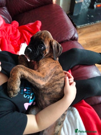 Boxer dogs - Advert 1