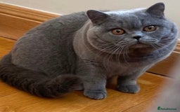 British Shorthair cats for sale: 💙GCCF MALE BSH KITTENS OUTSTANDING CHAMPION LINES - Image 15