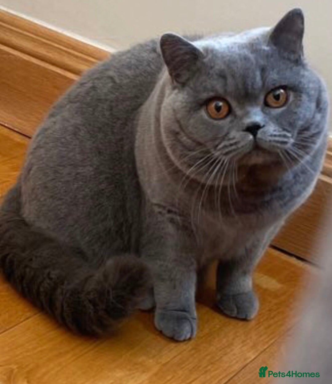 British Shorthair cats for sale: 💙GCCF MALE BSH KITTENS OUTSTANDING CHAMPION LINES - Image 15