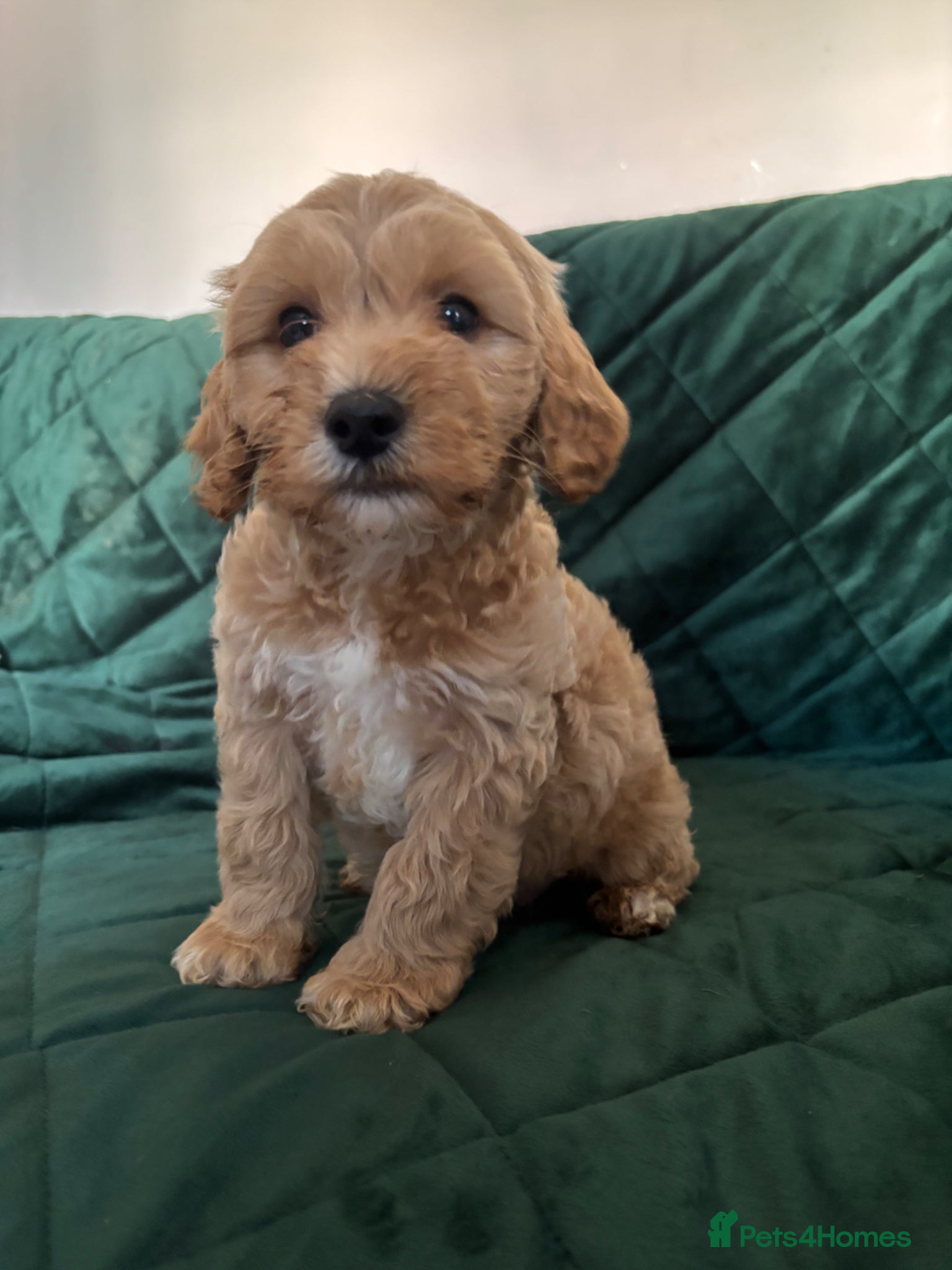 Cockapoo dogs Beautiful cockapoo puppies - Advert 4