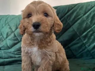 Cockapoo dogs Beautiful cockapoo puppies - Advert 4