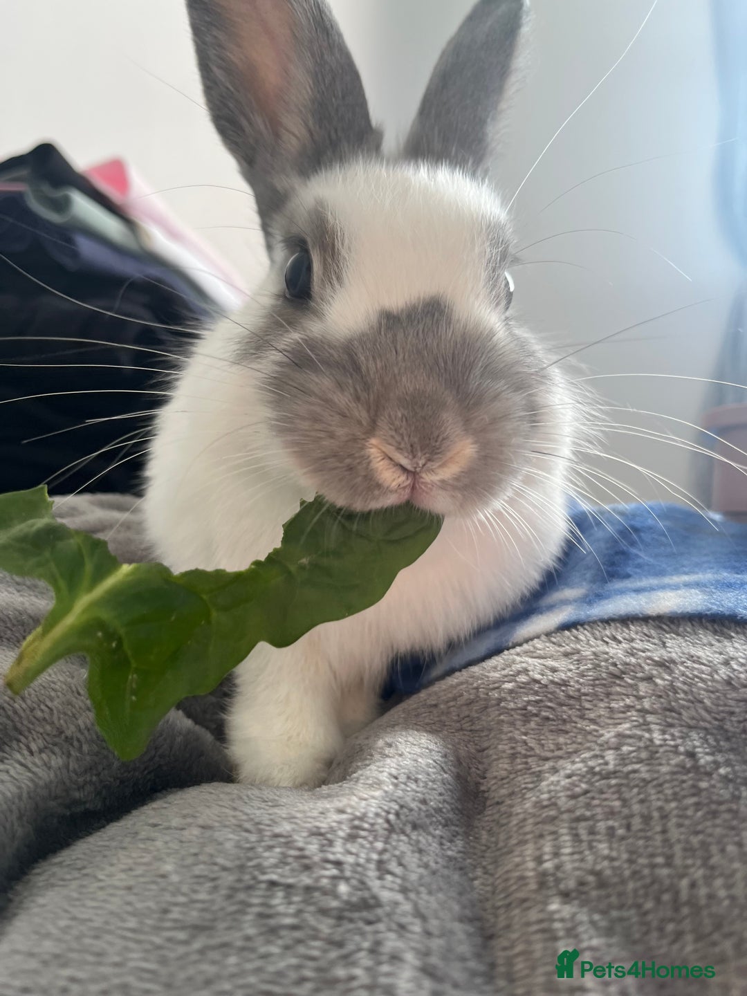 Dutch rabbits for sale: Male Rabbit For Sale - Image 1