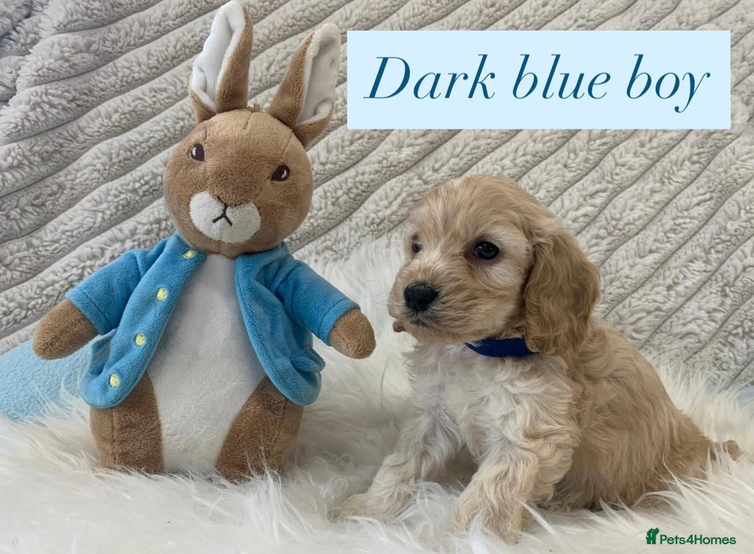 Cockapoo dogs for sale: Beautiful Cockapoo puppies🐶 - Image 8