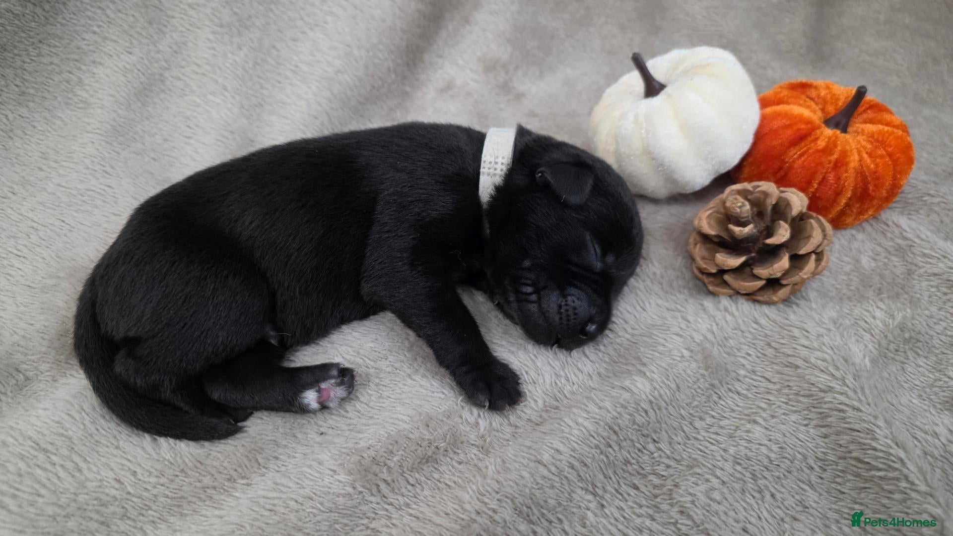 Labrador Retriever dogs *** 1 pup left - KC Registered Labrador Pups *** - Advert 1