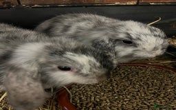 Mini Lop rabbits for sale: A Pair of Stunning Mini Lop Boys - Image 3