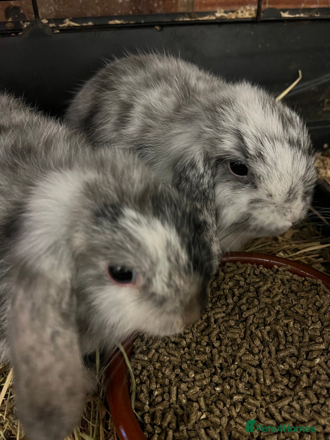 Mini Lop rabbits for sale: A Pair of Stunning Mini Lop Boys - Image 3