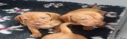 Hungarian Vizsla dogs for sale: Beautiful KC Registered Hungarian Vizsla Puppies  - Advert 29