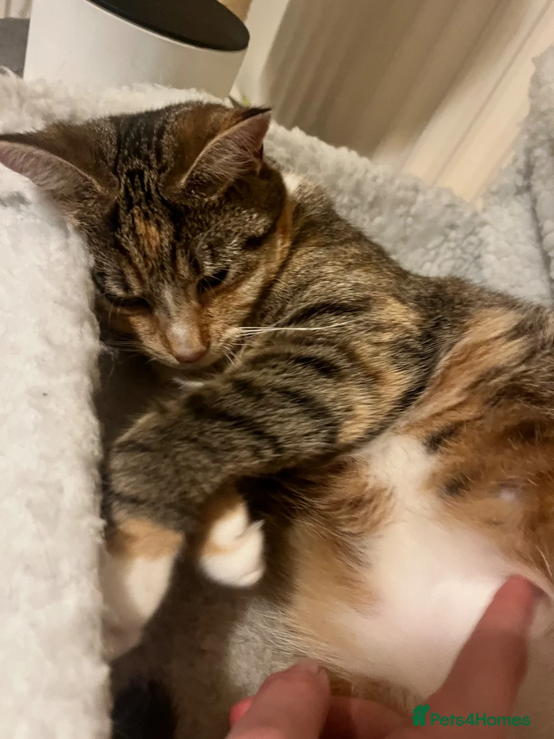 Mixed Breed cats for sale: Beautiful Stella Looking for Her Forever Home 💔 - Advert 2