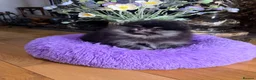 Pomeranian dogs for sale: BLACK & TAN GIRL and BOY - Advert 16