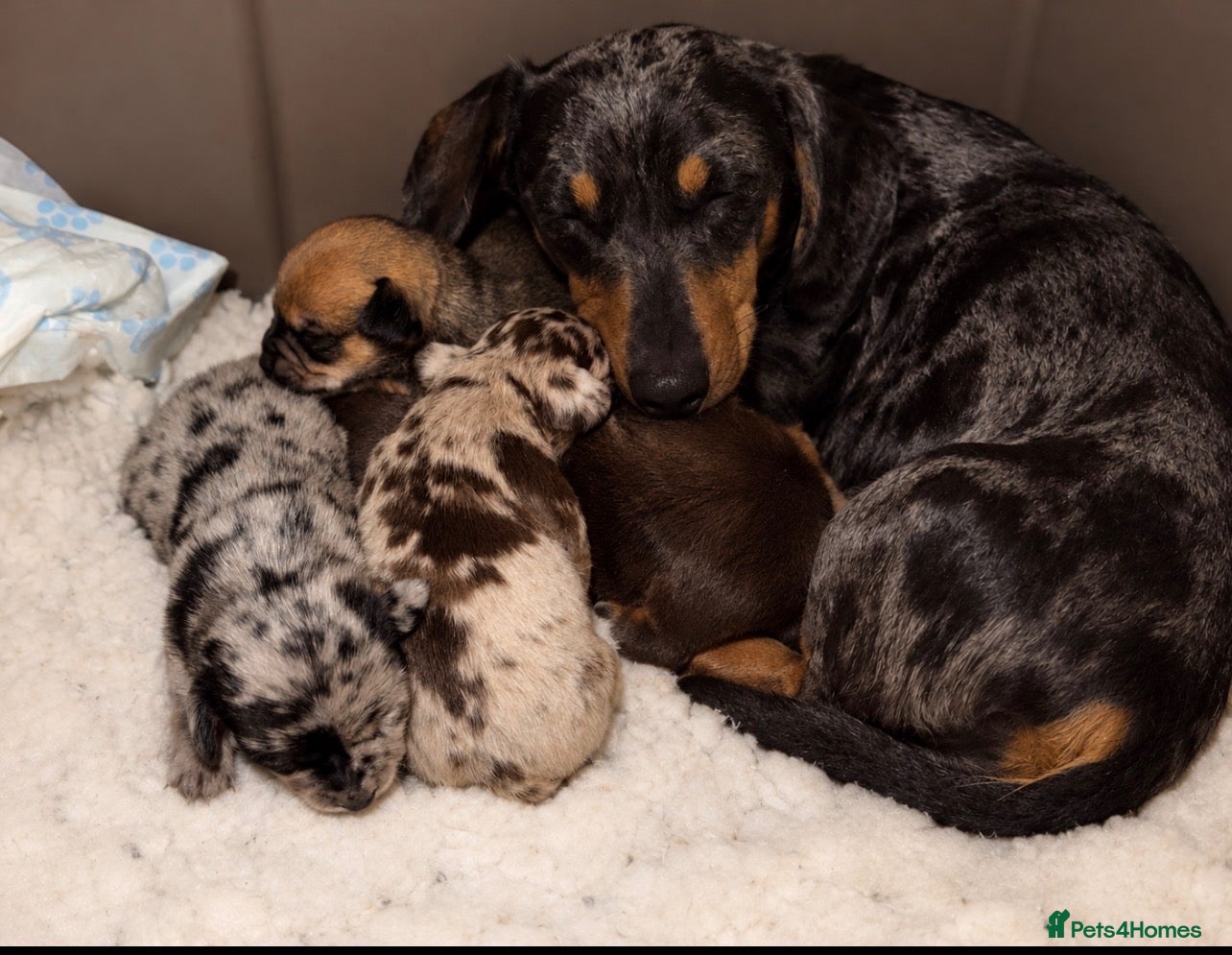 Chiweenie dogs Beautiful chiweenies ready for loving homes.   - Advert 3