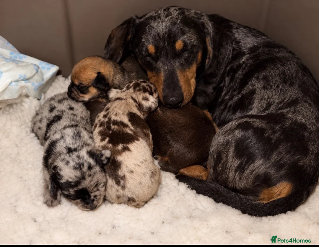 Chiweenie dogs for sale: Beautiful chiweenies ready for loving homes.   - Advert 1