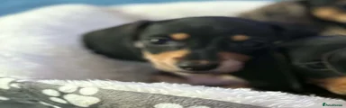 Dachshund 2