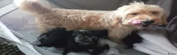 Mini Goldendoodle dogs for sale: Gorgeous Teddy Bear Goldendoodle - Advert 13