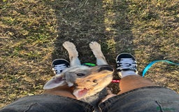 Saarloos Wolfdog dogs for sale: Noodle - Image 4