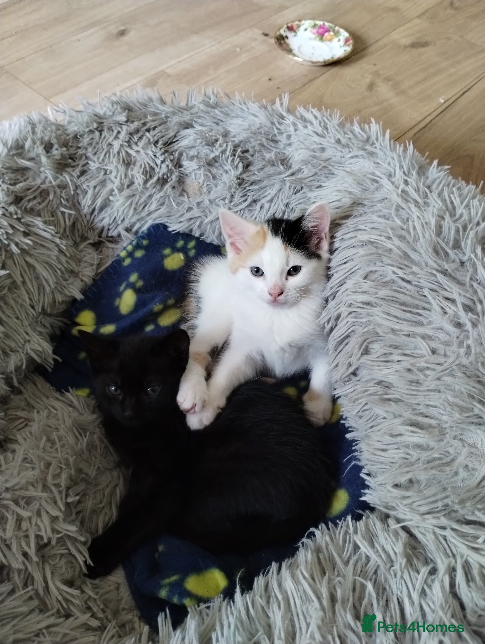 Mixed Breed cats Beautiful kittens. 1 male, 1 female - Advert 17