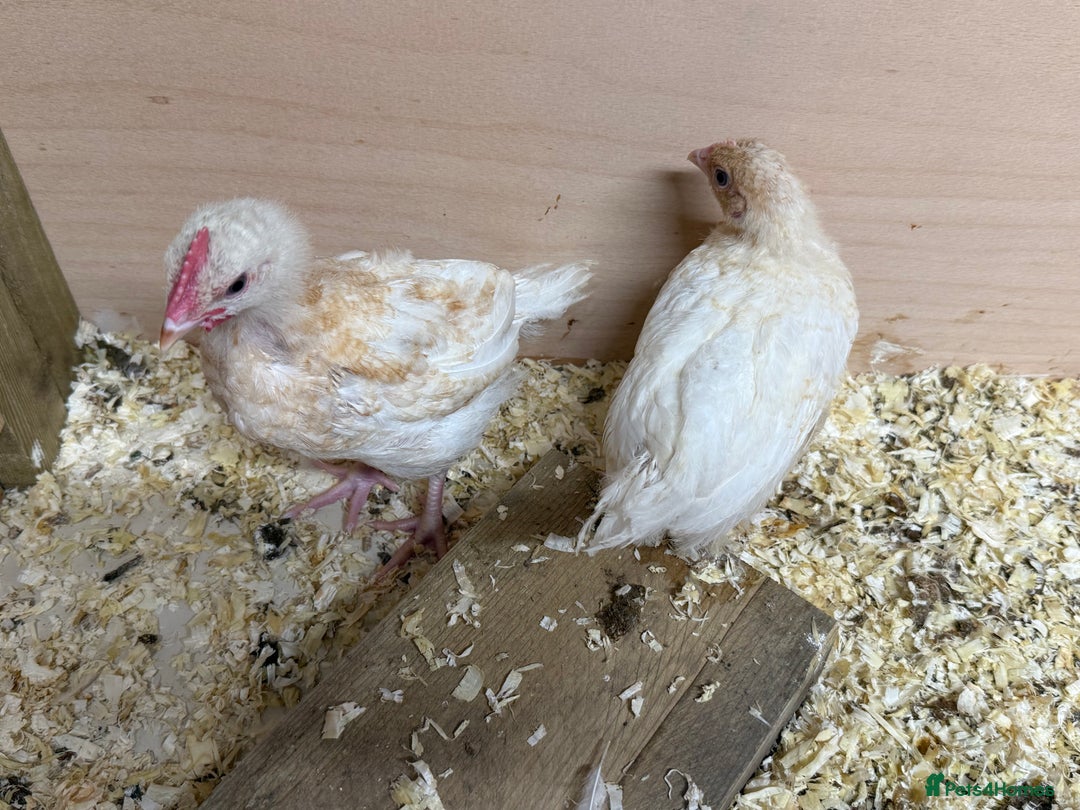 Chickens poultry for sale: For sale pullet hybrids  - Image 6