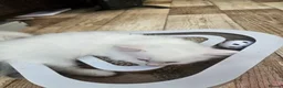 Ragdoll cats for sale: Ragdolls - Advert 2