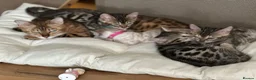 Bengal cats for sale: Beautiful female Bengal  in Worthing - Advert 2