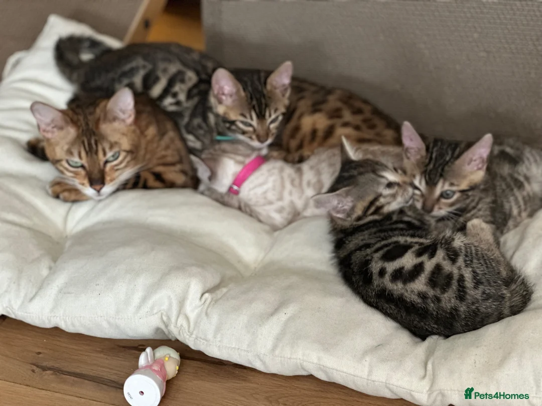 Bengal cats for sale: Beautiful female Bengal  in Worthing - Advert 2