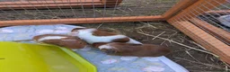 Guinea Pig rodents for sale: 4 Male baby Guinea pigs for sale - Advert 4