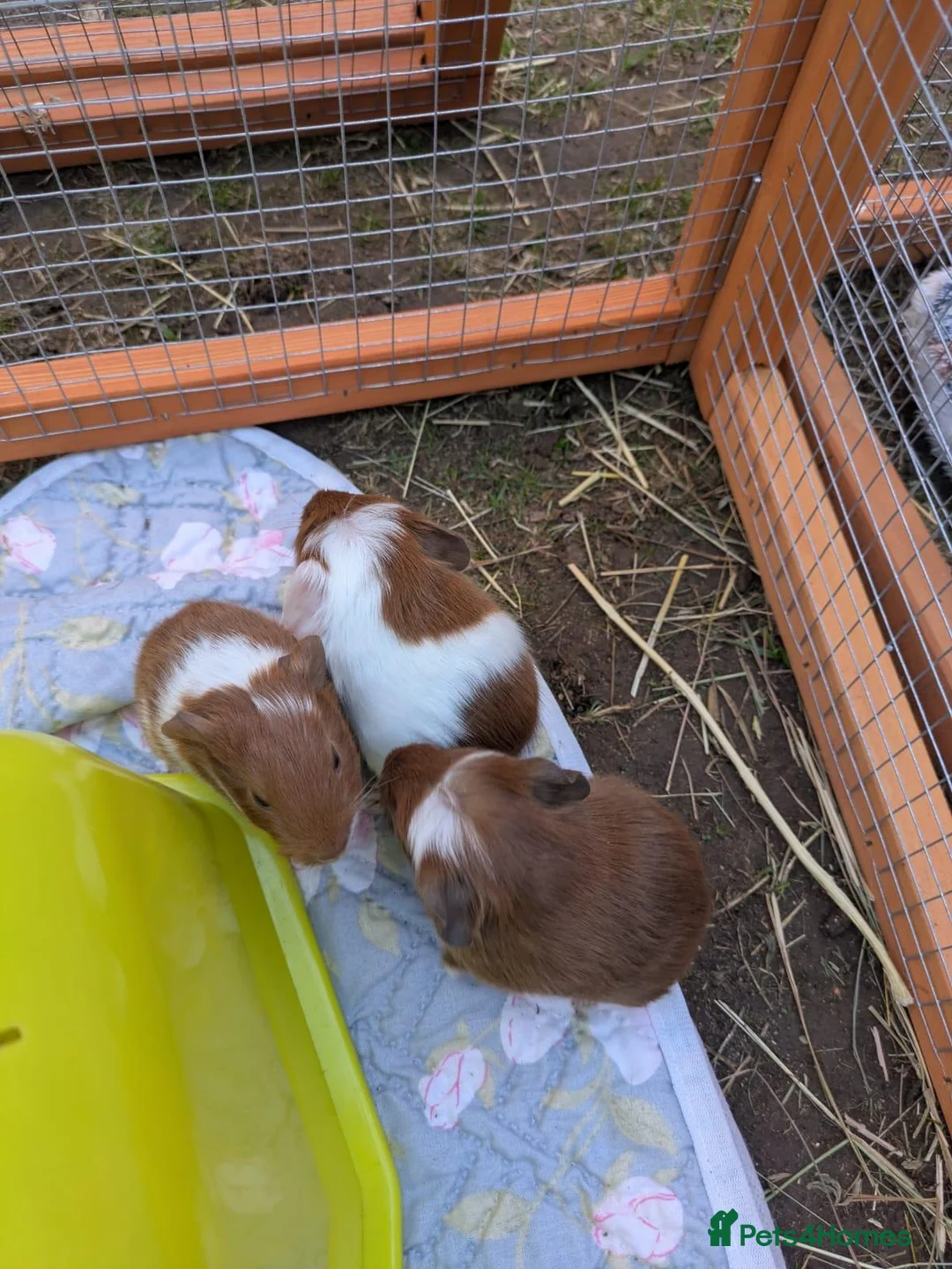 Guinea Pig rodents for sale: 4 Male baby Guinea pigs for sale - Advert 4