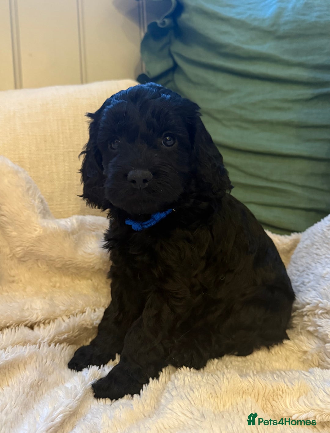 Cockapoo dogs for sale: Stunning litter of F1 Cockapoo Puppies  - Advert 26