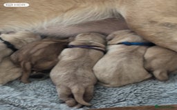 Labrador Retriever dogs for sale: 🐾 Labrador Puppies some with copper colourings 🐾 - Image 25