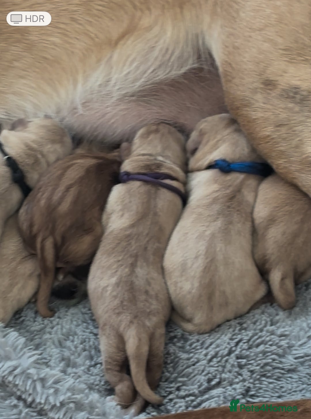 Labrador Retriever dogs for sale: 🐾 Labrador Puppies some with copper colourings 🐾 - Image 25