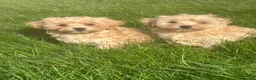 Maltipoo dogs for sale: Exceptional Maltipoos  - Advert 5
