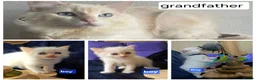 Ragdoll cats for sale: 3 girls and 2 boys ragdoll kitten ready 4 new home in Welwyn Garden City - Advert 4