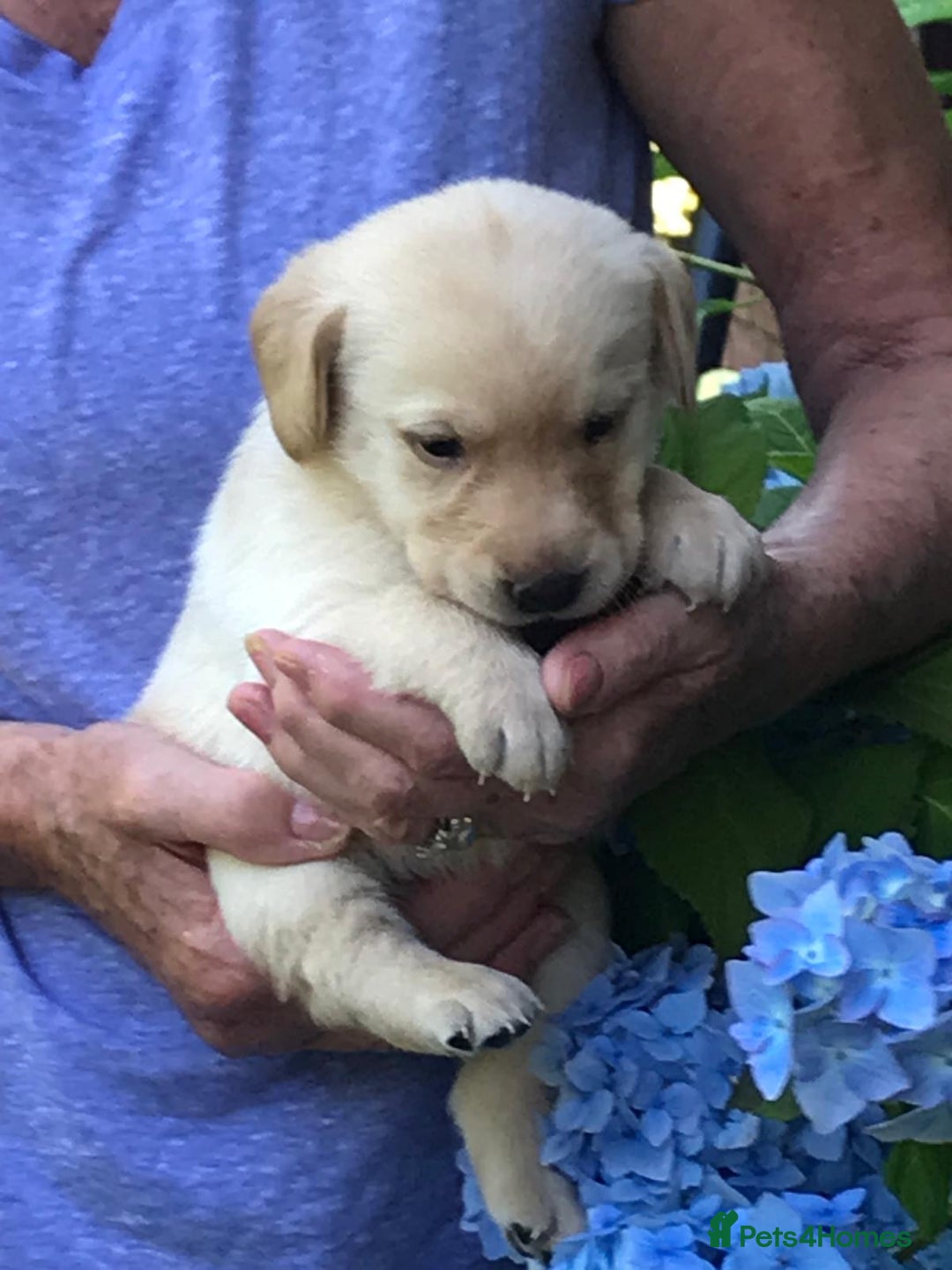 Mixed Breed dogs for sale: Only two Cavadors left.... - Image 2
