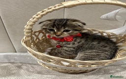 Scottish Fold cats for sale: ✨🐾 Cute Kittens Looking for Loving Homes! 🐾✨ - Image 4