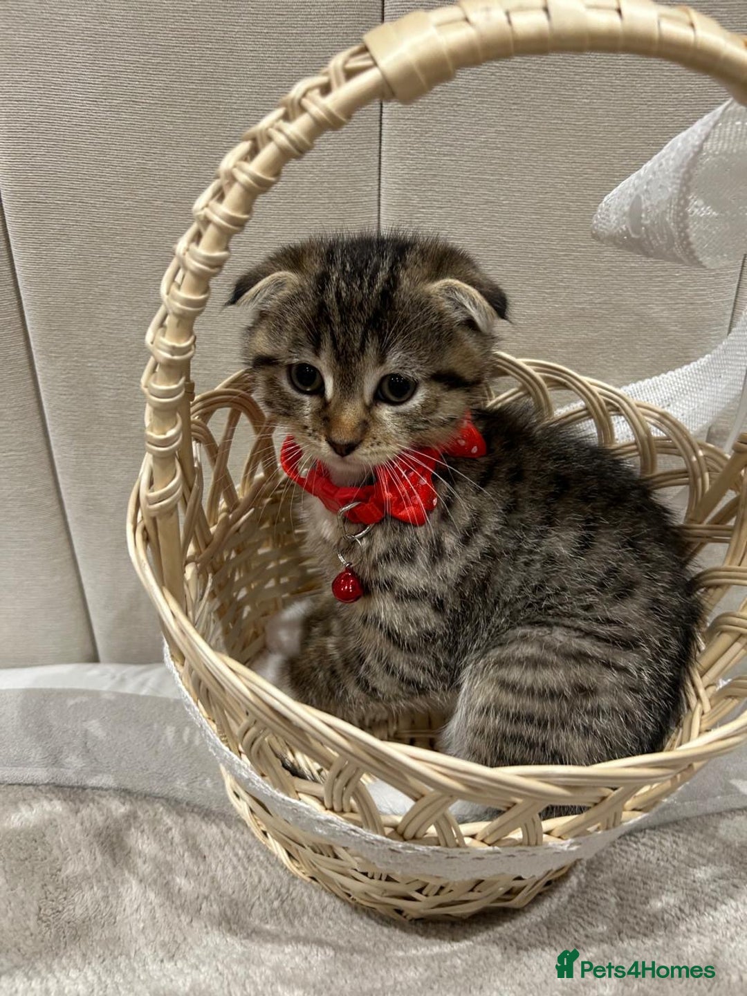 Scottish Fold cats for sale: ✨🐾 Cute Kittens Looking for Loving Homes! 🐾✨ - Image 4