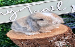 Mini Lop rabbits for sale: 🌟 mini lop babies 🌟 - Image 6