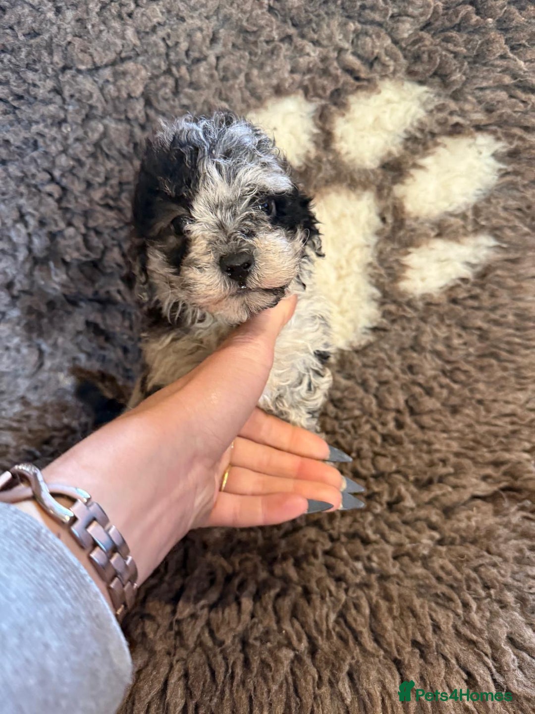 Toy Poodle dogs for sale: Exquisite Toy Poodle pups - Health tested parents - Advert 32