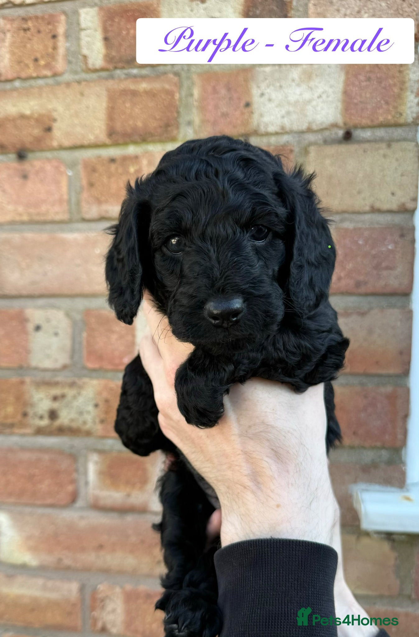 Cockapoo dogs 6 beautiful miniature cockapoos  - Advert 3
