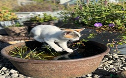 Mixed Breed cats for sale: Gorgeous kittens for Sale - Image 5