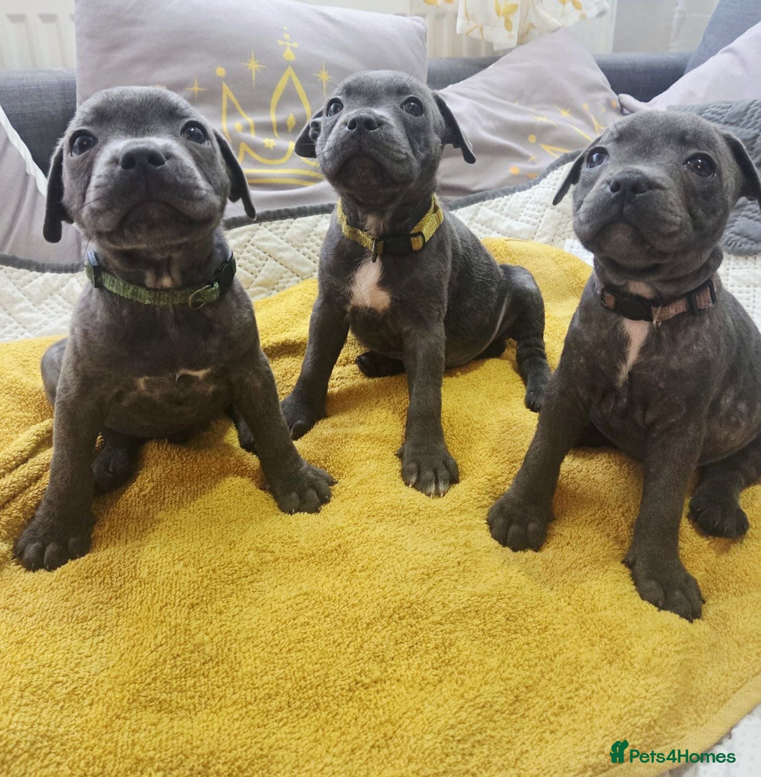 Staffordshire Bull Terrier dogs Beautiful Blue Staffies ❤️🙌 - Advert 16