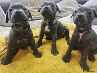 Staffordshire Bull Terrier dogs Beautiful Blue Staffies ❤️🙌 - Advert 16