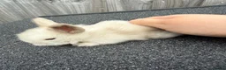 Mini Lion Lop rabbits for sale: 4 stunning mini lion lops - Advert 3