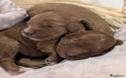 Cavapoo dogs for sale: Rare extensively health tested F1 cavapoos  - Image 20