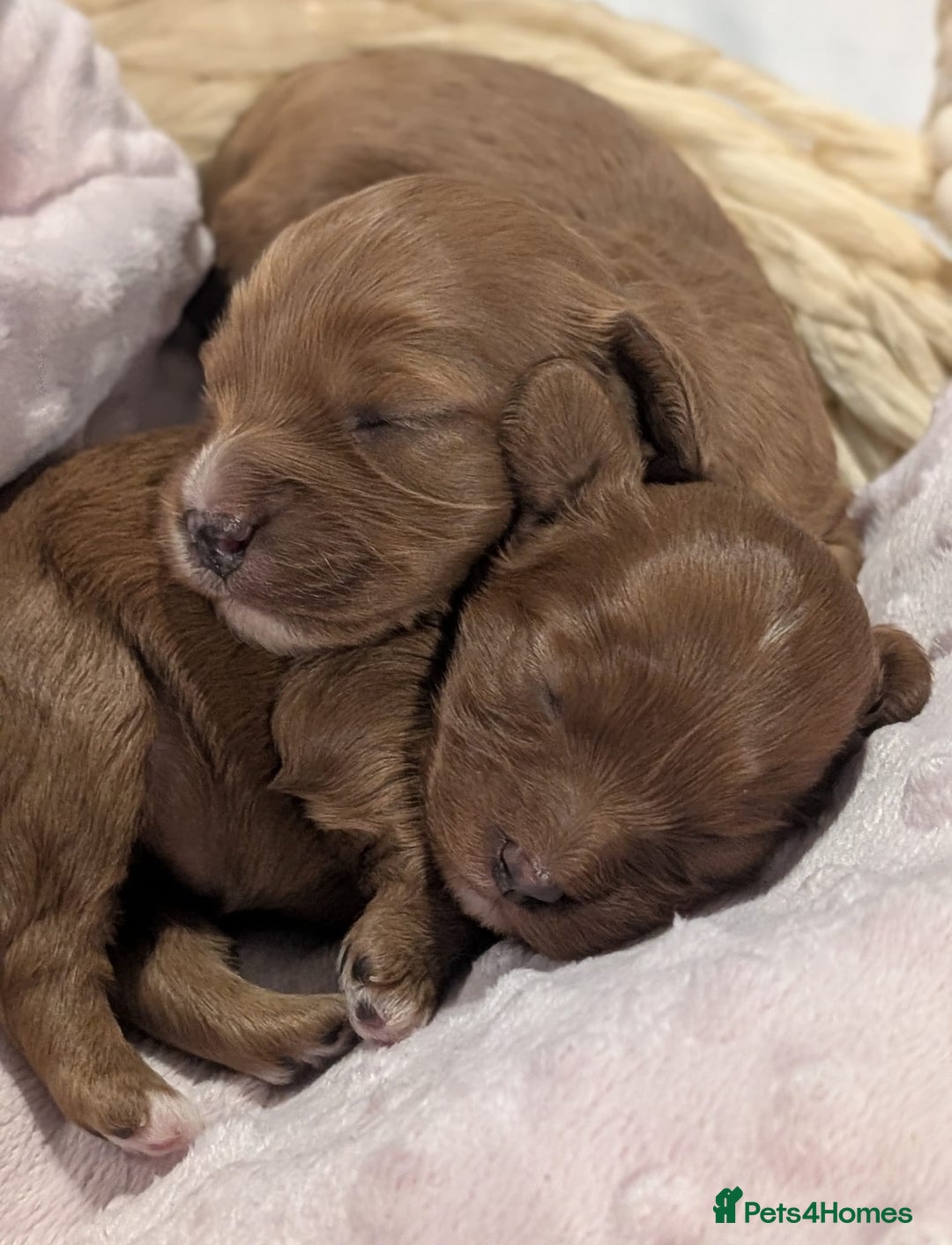 Cavapoo dogs for sale: Rare extensively health tested F1 cavapoos  - Image 20