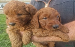 Labradoodle dogs for sale: Miniature dark fox red labradoodles - Image 5