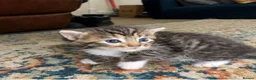 Ragdoll cats for sale: Ragdoll Kittens in Leicester - Advert 7
