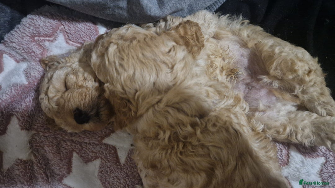 Poochon dogs for sale: Beautiful Poochon Puppies - Image 7